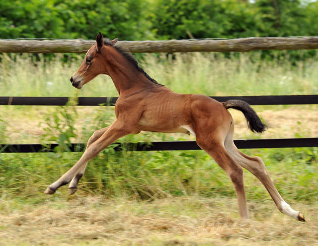 Stutfohlen von Easton u.d. Pr.St. Anjana v. Freudenfest u.d. Elitestute Agatha Christy v. Showmaster, Foto: Beate Langels