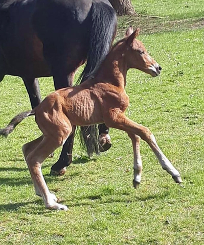 Hengstfohlen von High Motion u.d. Gundell - Foto: Forsthaus Tiergarten, Lneburg