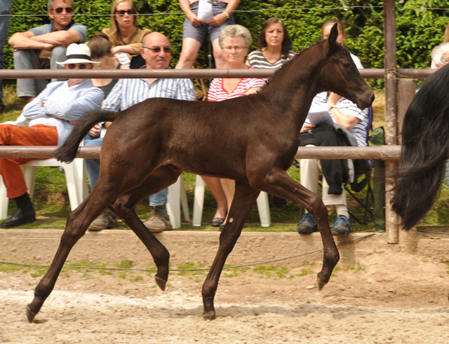 Hengstfohlen von Honor du Soir u.d. Pr.St. Anjana v. Freudenfest u.d. Elitestute Agatha Christy v. Showmaster