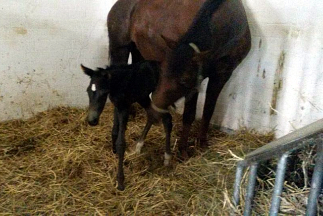 Ein Tag alt: Hengstfohlen von Saint Cyr u.d. Emilie v. All Inclusive - Foto: Andrea Lcke