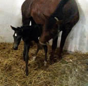 Stutfohlen von Saint Cyr u.d. Emilia v. All Inclusive, Foto: Lcke - 
Gestüt Hämelschenburg