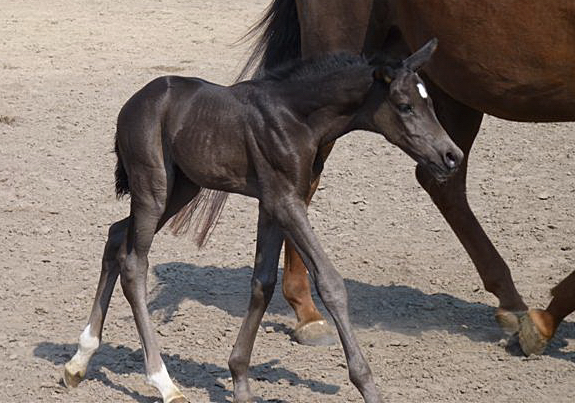 Esm - Trakehner Stutfohlen von Saint Cyr u.d. Emilie v. All Inclusive - Foto: Andrea Lcke