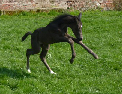 Esm - Trakehner Stutfohlen von Saint Cyr u.d. Emilie v. All Inclusive - Foto: Andrea Lcke