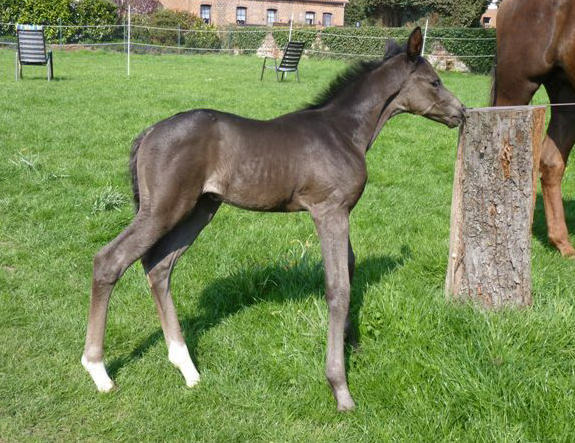 Esm - Trakehner Stutfohlen von Saint Cyr u.d. Emilie v. All Inclusive - Foto: Andrea Lcke