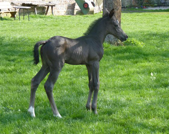 Esm - Trakehner Stutfohlen von Saint Cyr u.d. Emilie v. All Inclusive - Foto: Andrea Lcke