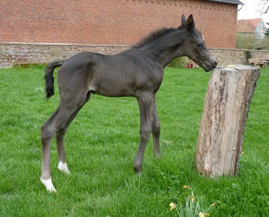 Esm - Trakehner Stutfohlen von Saint Cyr u.d. Emilie v. All Inclusive - Foto: Andrea Lcke
