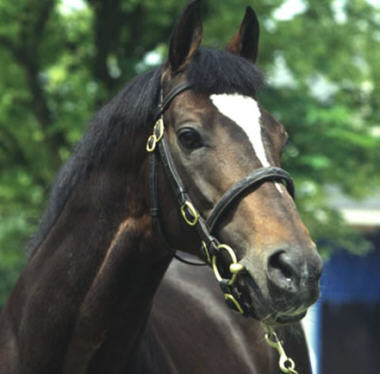 Coolmore's Championdeckhengst Alzao xx v. Lyhard xx - Foto: Coolmore