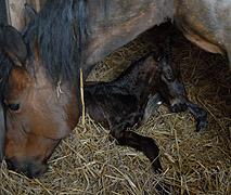 Hengstfohlen von Summertime