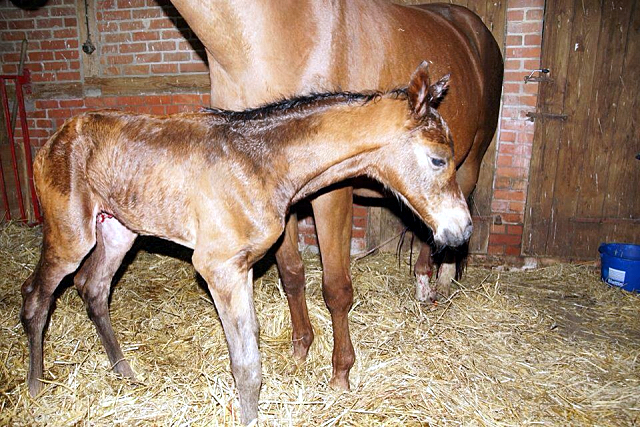 Hengstfohlen von High Motion x Hoftnzer - Foto: Anja Paust