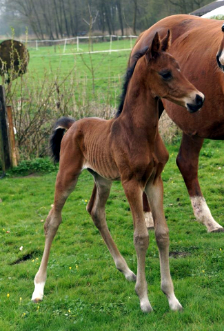 Hengstfohlen von High Motion x Hoftnzer - Foto: Anja Paust