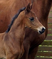 Hengstfohlen von High Motion u.d. Kalamaika v. Hoftnzer, Foto: Paust - 
Gestüt Hämelschenburg