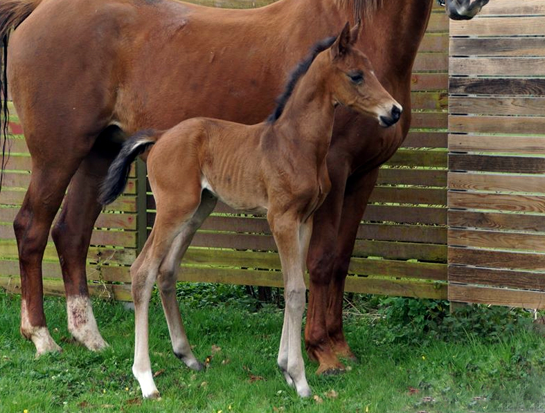 Hengstfohlen von High Motion x Hoftnzer - Foto: Anja Paust