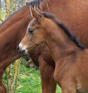 Hengstfohlen von High Motion x Hoftnzer - Foto: Anja Paust