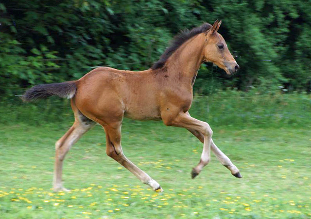Hengstfohlen von High Motion x Hoftnzer - Foto: Anja Paust