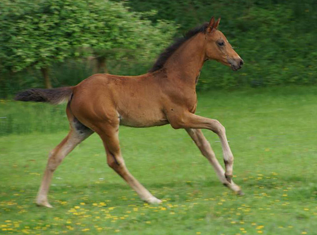Hengstfohlen von High Motion x Hoftnzer - Foto: Anja Paust