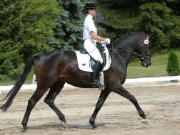 4-jährige Trakehner Stute AQUAMARIN von Freudenfest - Showmaster; Foto: Peter Richterich