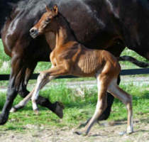 Filly by Freufenfest a.d. Arancha by Marduc, Breeder and Owner: Karl-Heinz Kriwet, Bad Pyrmont