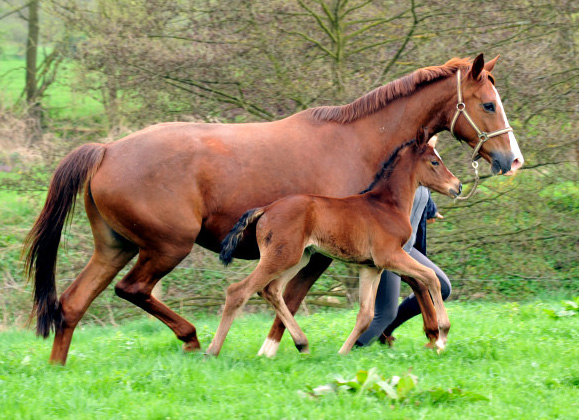 Hengstfohlen von Oliver Twist u.d. Pr. u. StPrSt. Klassic v. Freudenfest u.d. Elitestute Kassuben v. Enrico Caruso - Gestt Hmelschenburg - Beate Langels