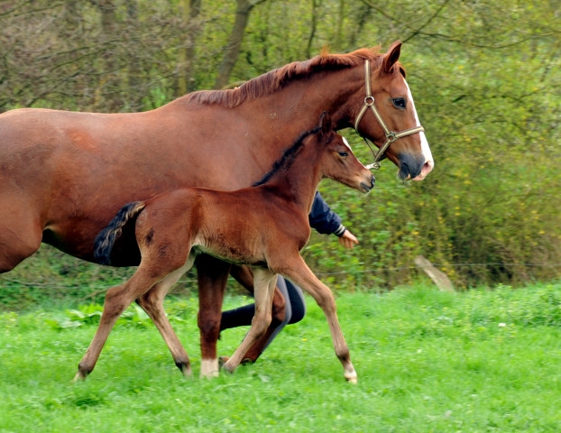 Hengstfohlen von Oliver Twist u.d. Pr. u. StPrSt. Klassic v. Freudenfest u.d. Elitestute Kassuben v. Enrico Caruso - Gestt Hmelschenburg - Beate Langels