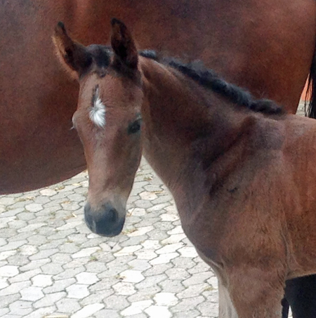 Trakehner Hengstfohlen von Saint Cyr u.d. Hanna v. Summertime u.d. Elitestute Helena v. Matador