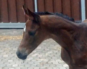 Trakehner Hengstfohlen von Saint Cyr u.d. Hanna v. Summertime u.d. Elitestute Helena v. Matador