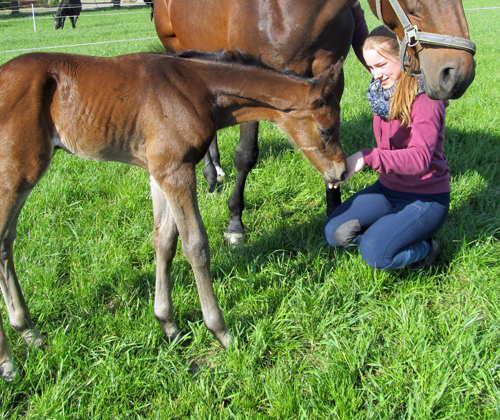 Trakehner Hengstfohlen von Saint Cyr u.d. Hanna v. Summertime u.d. Elitestute Helena v. Matador