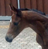 Trakehner Hengstfohlen von Saint Cyr - Summertime - Matador