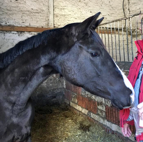 Trakehner Stute von Alter Fritz u.d. Giulietta in Hmelschenburg - 27. August 2015 - Foto Beate Langels - Gestt Hmelschenburg