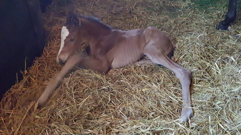 Trakehner Stutfohlen von High Motion, Foto: Bhn