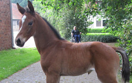 Trakehner Hengstfohlen von Saint Cyr - Summertime - Matador
