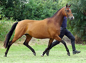 Schwalbenfee von Freudenfest u.d. Pr.St. Schwalbenlust v. Enrico Caruso
