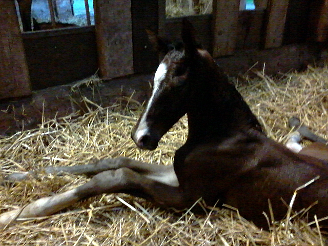 Hengstfohlen von Saint Cyr u.d. Dagmar v. Damsey - Foto: Beate Borchers