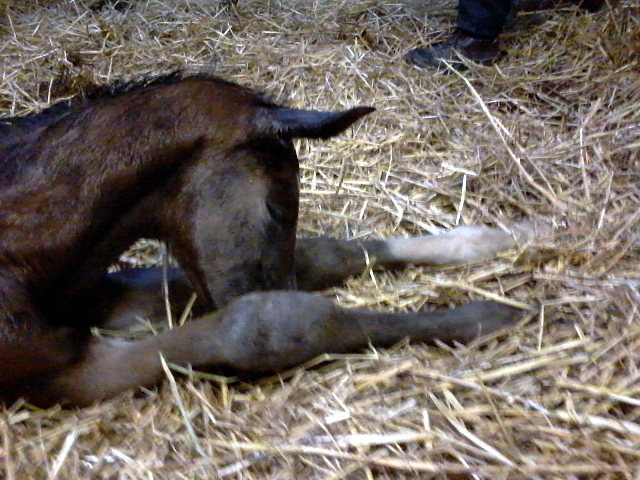 Hengstfohlen von Saint Cyr u.d. Dagmar v. Damsey - Foto: Beate Borchers