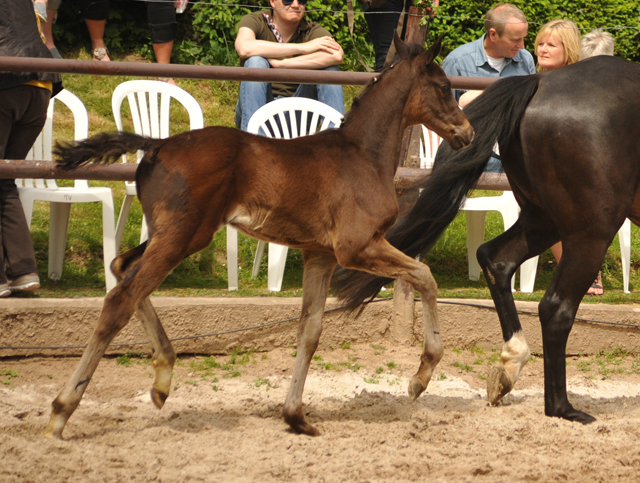 Trakehner Hengstfohlen von Honor du Soir u.d. u.d. Pr.St. Hannah v. Freudenfest u.d. Elitestute Hekate v. Exclusiv - Foto: Beate Langels