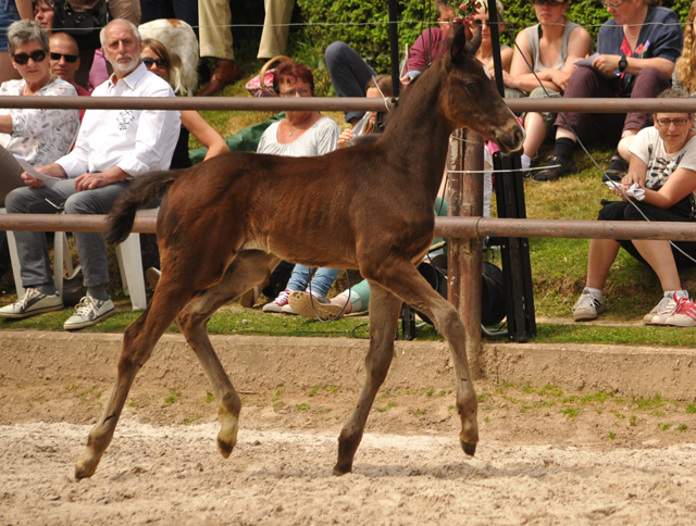 Trakehner Hengstfohlen von Honor du Soir u.d. u.d. Pr.St. Hannah v. Freudenfest u.d. Elitestute Hekate v. Exclusiv - Foto: Beate Langels