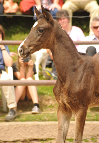 Trakehner Hengstfohlen von Honor du Soir u.d. u.d. Pr.St. Hannah v. Freudenfest u.d. Elitestute Hekate v. Exclusiv - Foto: Beate Langels