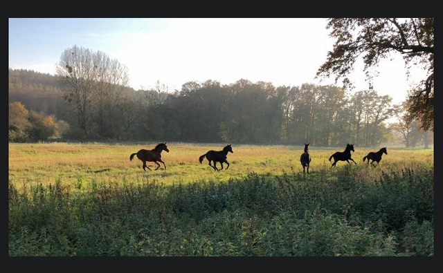 Jhrlingshengste in Hmelschenburg - 6. November 2020 - Trakehner Gestt Hmelschenburg 2020 - Foto: Beate Langels