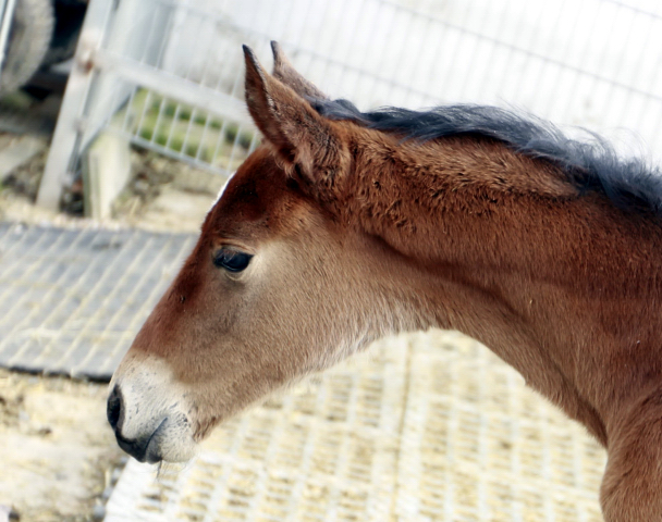 Stutfohlen von Honor du Soir u.d. Karena v. Freudenfest - 21. Februar 2016  - Foto: Barbara Jrn -
Trakehner Gestt Hmelschenburg