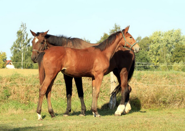 Stutfohlen von Honor du Soir u.d. Karena v. Freudenfest - 19. September 2016  - Foto: Barbara Jrn -
Trakehner Gestt Hmelschenburg