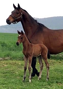 Hengstfohlen von High Motin x Hofrat, Foto: Barbara Jrn