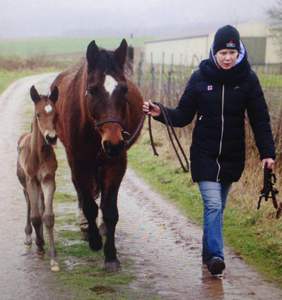 5 Tage alt: Stutfohlen von Honor du Soir u.d. Karena v. Freudenfest - 21. Februar 2016  - Foto: Barbara Jrn -
Trakehner Gestt Hmelschenburg