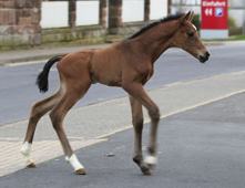 Hengstfohlen von High Motion u.d. Pr.u.StPrSt. Korma v. All Inclusive, Foto: Barbara Jrn - 
Gestüt Hämelschenburg