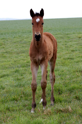 Stutfohlen von Honor du Soir u.d. Karena v. Freudenfest - 21. Februar 2016  - Foto: Barbara Jrn -
Trakehner Gestt Hmelschenburg