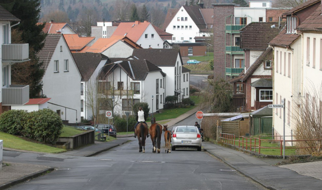 Stutfohlen von Honor du Soir u.d. Karena v. Freudenfest - 21. Februar 2016  - Foto: Barbara Jrn -
Trakehner Gestt Hmelschenburg