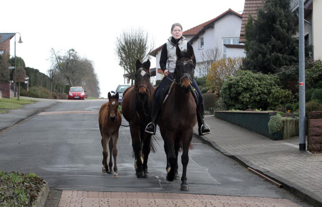 Stutfohlen von Honor du Soir u.d. Karena v. Freudenfest - 21. Februar 2016  - Foto: Barbara Jrn -
Trakehner Gestt Hmelschenburg