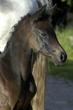 Filly by Summertime out of Feine Dame by Rockefeller, Breeder: Bjrn Hanke, Hameln