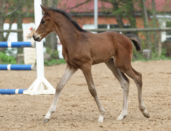 Hengstfohlen von Freudenfest x Opernball - Foto: Barbara Jrn