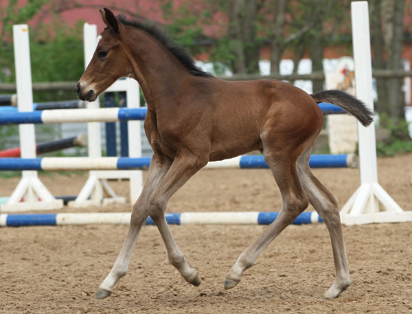 Hengstfohlen von Freudenfest x Opernball - Foto: Barbara Jrn