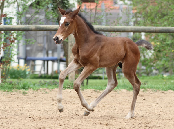 Hengstfohlen von Freudenfest x Opernball - Foto: Barbara Jrn
