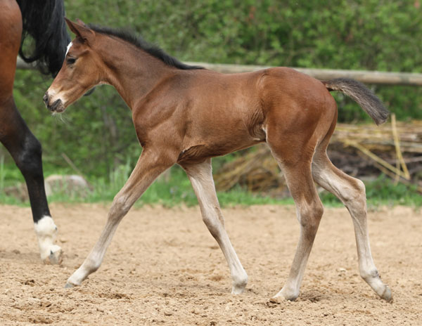 Hengstfohlen von Freudenfest x Opernball - Foto: Barbara Jrn